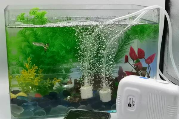 晚上能否关掉氧气泵，耗氧量较大时要持续开启