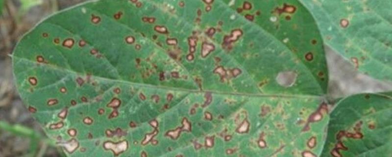 怎么防治绿豆细菌性斑点病