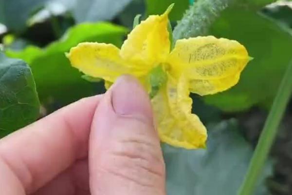 黄瓜人工授粉方法，提取雄花的花粉并转移至雌花中