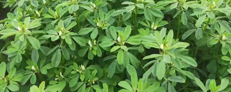 芦巴子除草剂有什么特点