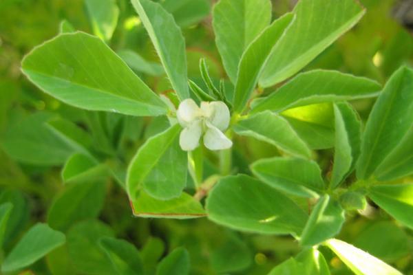 芦巴子除草剂有什么特点，具有触杀及内吸作用、可禾阔双除