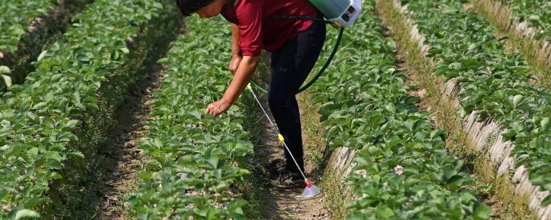 蔬菜苗期如何防治病害