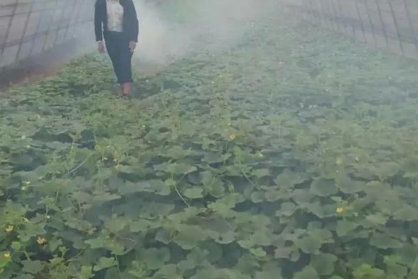 蔬菜苗期如何防治病害，播种前可用药剂拌种