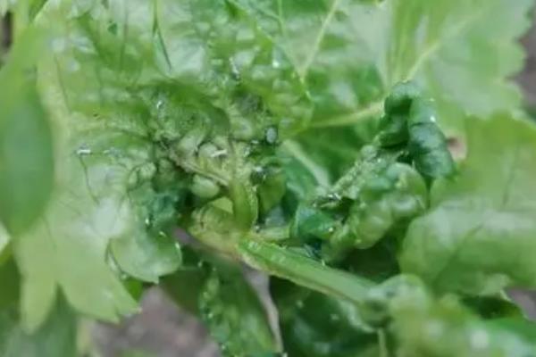 蔬菜苗期如何防治病害，播种前可用药剂拌种