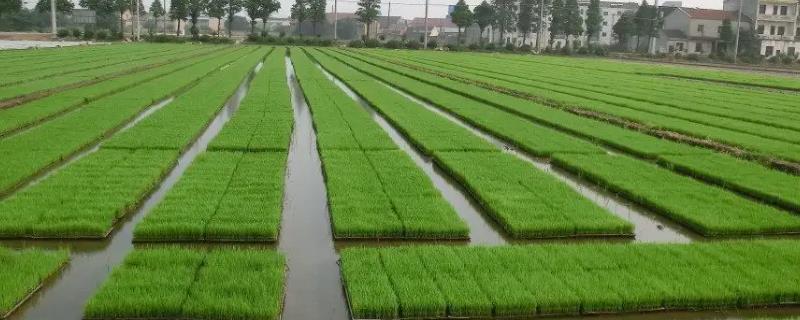 水稻规格化育秧要点