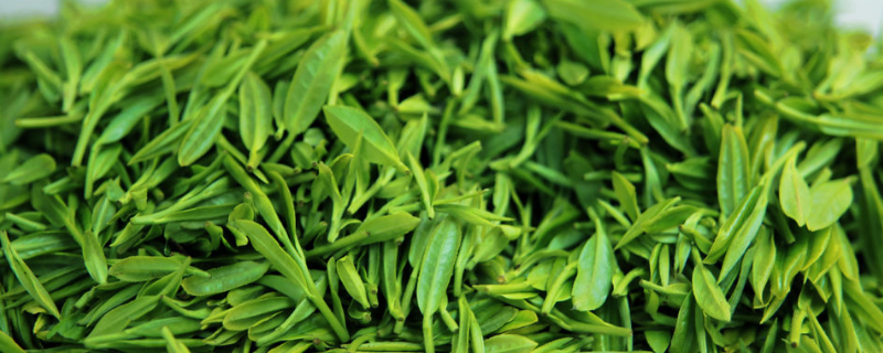 什么茶属于绿茶