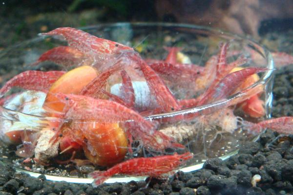 什么是樱花虾，属于虾科、虾属动物