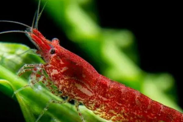 什么是樱花虾，属于虾科、虾属动物