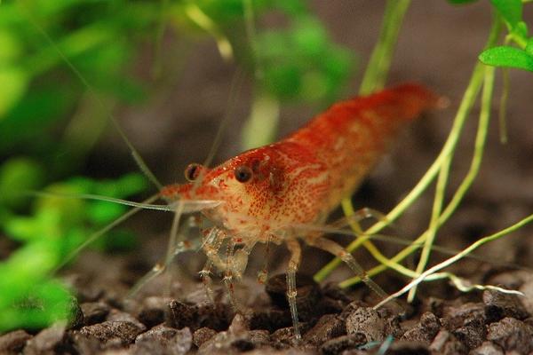 什么是樱花虾，属于虾科、虾属动物