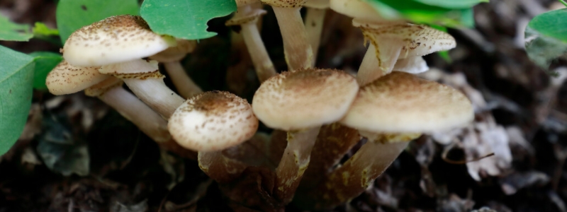 榛蘑种植技术