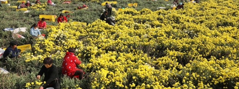 河南地区适合种植什么