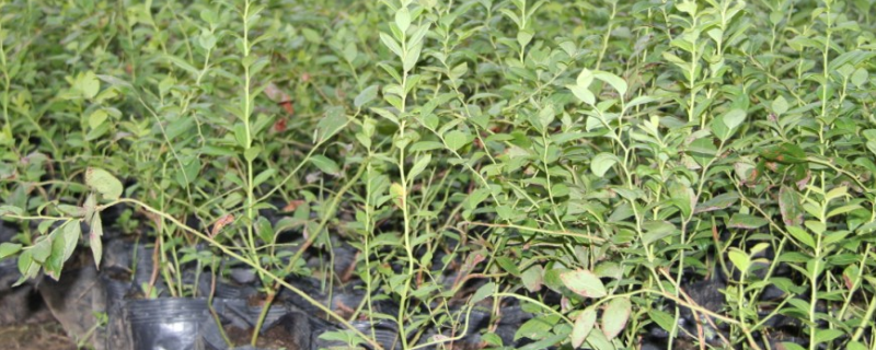 种植蓝莓苗木的繁殖技术