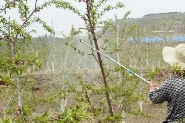 防治桃树条麦蛾用什么药，落花后可喷洒乐果