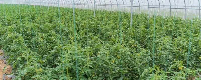 茄果类蔬菜吊蔓方式