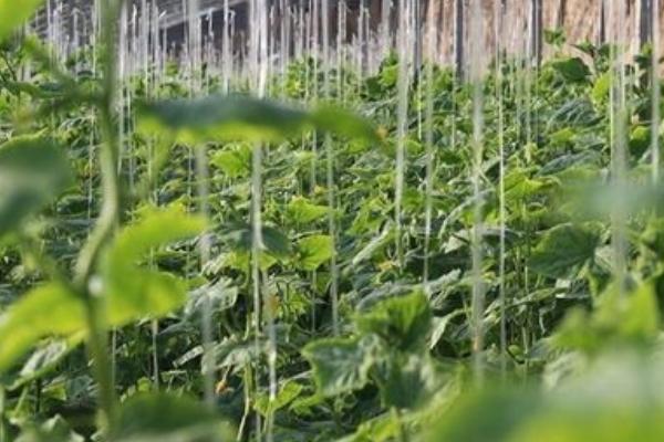 茄果类蔬菜吊蔓方式，尼龙绳和塑料纰子都可以