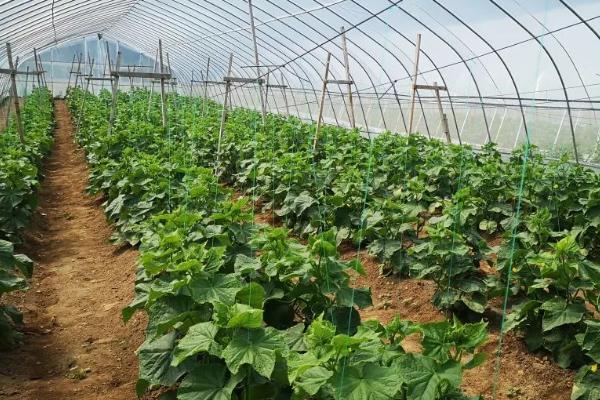 茄果类蔬菜吊蔓方式，尼龙绳和塑料纰子都可以