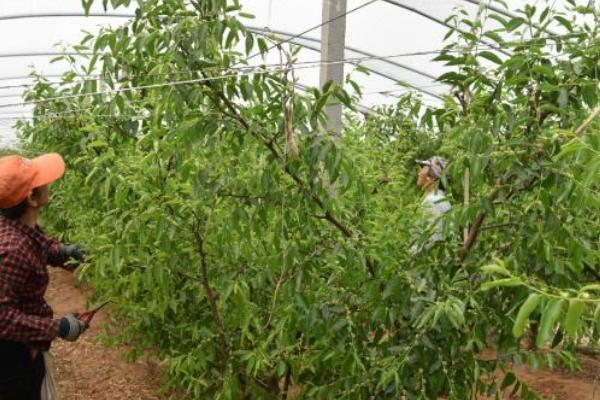 枣树干腐病的类型和防治方法，主要包括溃疡型和干腐型