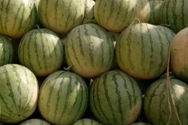 无籽西瓜的种子怎么鉴别，种壳表面凹陷不平且具有纵裂