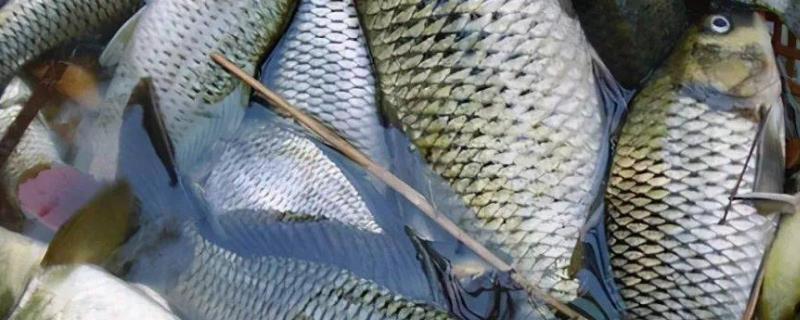 冬季野钓鲫鱼主要用什么味型的饵料