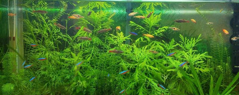 草缸能否不用过滤器