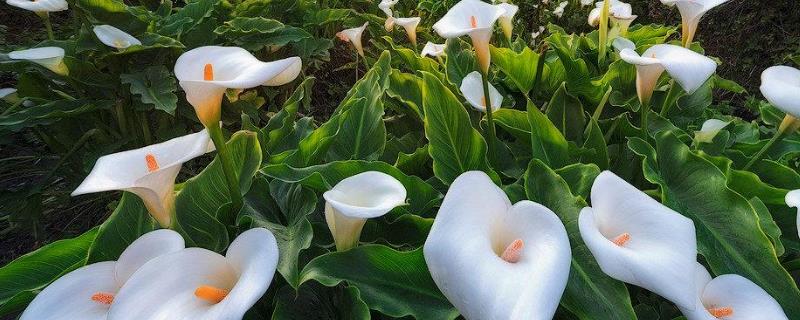 怎样让马蹄莲开花
