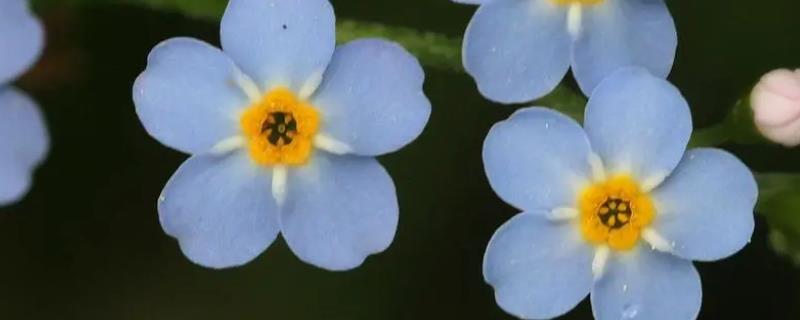 勿忘我的名字由来