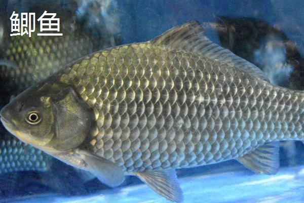 冬钓能不能使用朝天钩，可以使用且效果良好