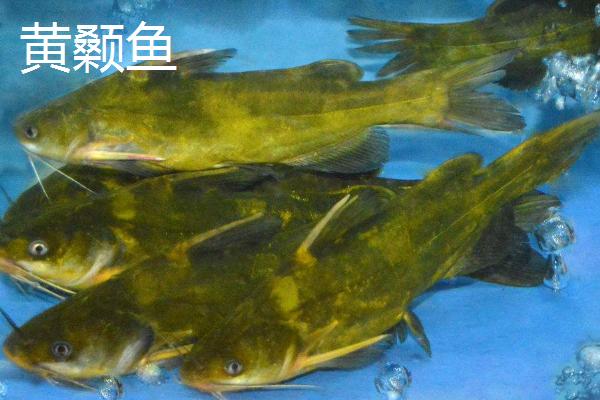 冬钓能不能使用朝天钩，可以使用且效果良好