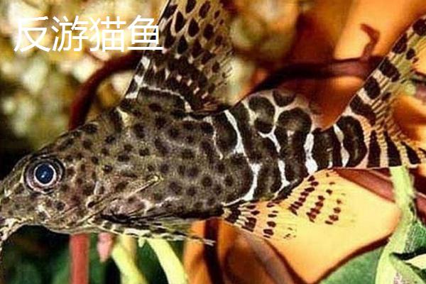 反游猫鱼和清道夫的区别，反游猫鱼游动时呈仰泳姿态