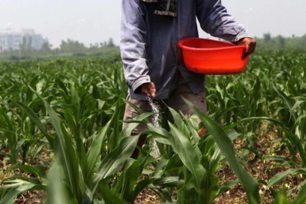 夏玉米何时播种，主要集中在6月中上旬