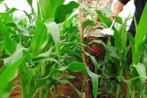 夏玉米何时播种，主要集中在6月中上旬