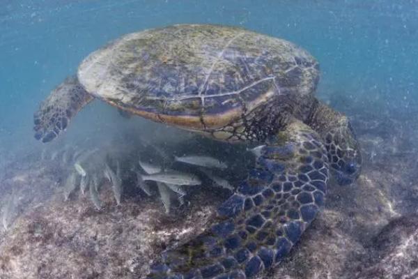 海龟如何过冬，冬季会迁徙至温暖水域