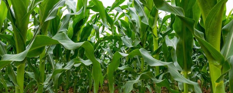 万盛69玉米品种介绍
