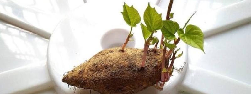 地瓜生芽还能吃吗