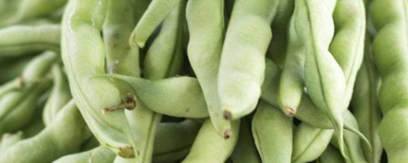 芸豆要打顶吗