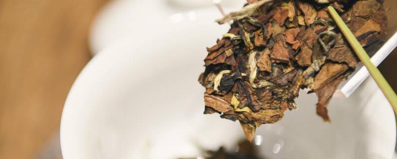 老白茶是什么茶