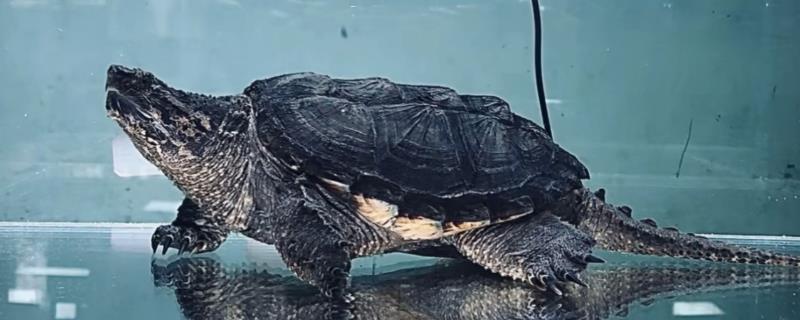 鳄龟适合家养吗