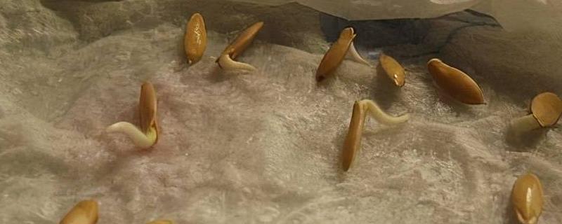 种子浸种催芽方法