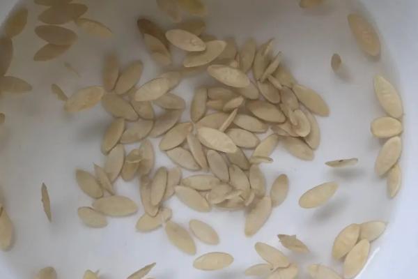 种子浸种催芽方法，不同的种子应采用不同的方法