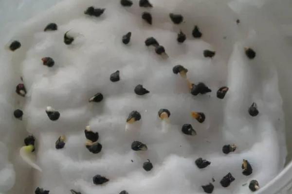 种子浸种催芽方法，不同的种子应采用不同的方法