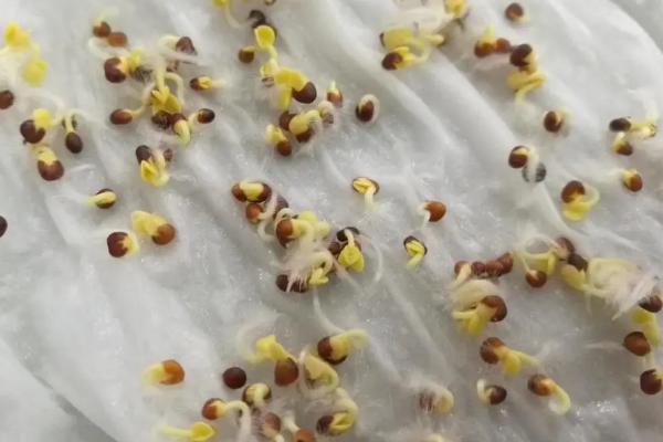 种子浸种催芽方法，不同的种子应采用不同的方法