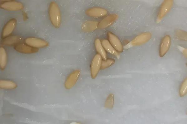种子浸种催芽方法，不同的种子应采用不同的方法