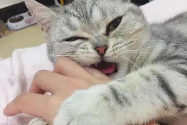 猫磨牙的原因，有可能是患有口腔疾病