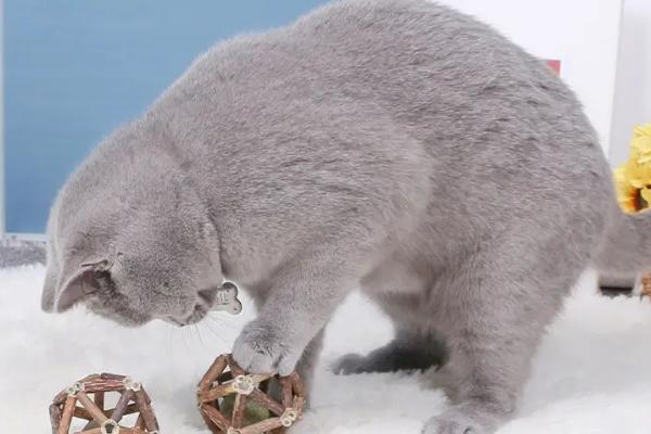 猫磨牙的原因，有可能是患有口腔疾病