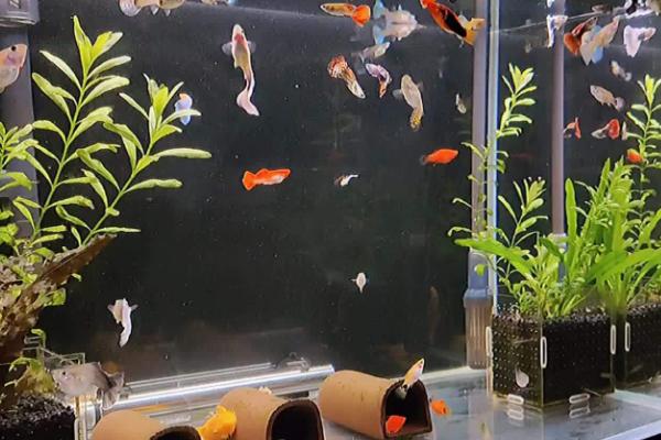 如何布置孔雀鱼的鱼缸，缸底可铺设细沙或水草泥