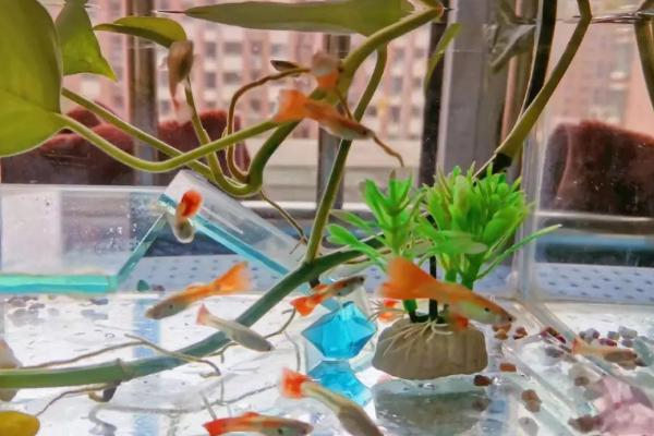 如何布置孔雀鱼的鱼缸，缸底可铺设细沙或水草泥