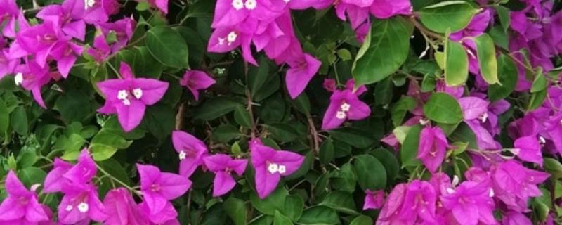 叶子花（三角梅）的养殖方法