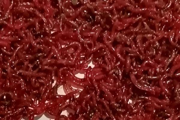 金鱼几天喂一次食，喂食频率与金鱼的体型有关