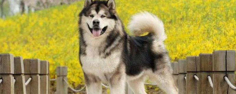 如何让阿拉斯加犬长毛