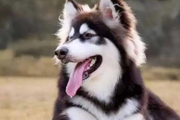 如何让阿拉斯加犬长毛，关键是要补充营养以及多运动